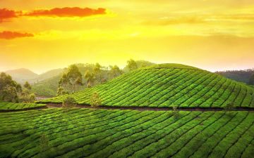 5 Days 4 Nights Kerala, India to Munnar Trip Package