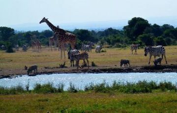 Ecstatic Nairobi Wildlife Tour Package for 8 Days 7 Nights