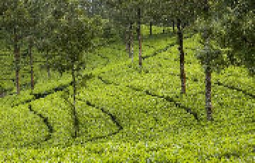 4 Days 3 Nights Delhi to Tea Garden Forest Tour Package
