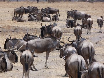 Experience 5 Days 4 Nights Nairobi, Samburu with Masai Mara Wildlife Holiday Package