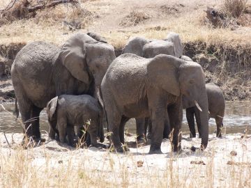 Experience 5 Days 4 Nights Nairobi, Samburu with Masai Mara Wildlife Holiday Package Experience 5 Days 4 Nights Nairobi, Samburu with Masai Mara Wildlife Holiday Package