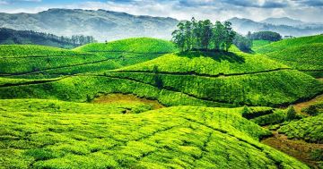 Experience 4 Days 3 Nights Munnar with Thekkady Wildlife Tour Package