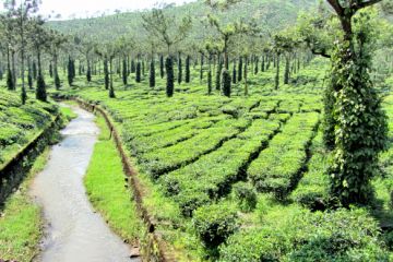 KERALA TOUR PACKAGE  2NIGHTS AND 3 DAYS