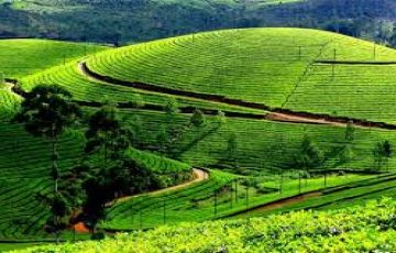 Ecstatic 5 Days Kochi to Munnar Vacation Package
