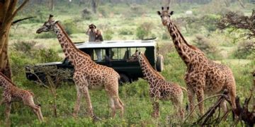 Pleasurable 3 Days 2 Nights Masai Wildlife Holiday Package