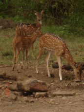 Family Getaway Ooty Shopping Tour Package from Bengaluru