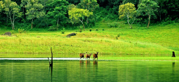 Experience 10 Nights 11 Days Tripati - Munnar Holiday Package