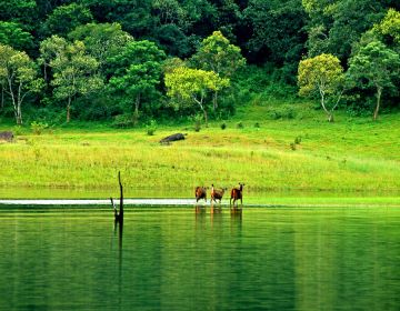 Family Getaway Thekkady Tour Package from Kochi
