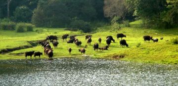 Ecstatic 7 Days Munnar to Thekkady Tour Package