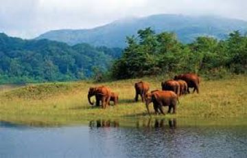 Experience 7 Days Kochi to Thekkady Holiday Package