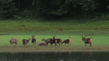 5 Days 4 Nights Bangalore to Munnar Wildlife Holiday Package