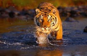 central india  Tigers tours