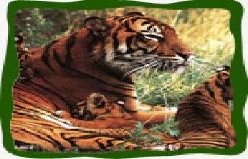 Heart-warming 5 Days 4 Nights Pachmarhi Holiday Package