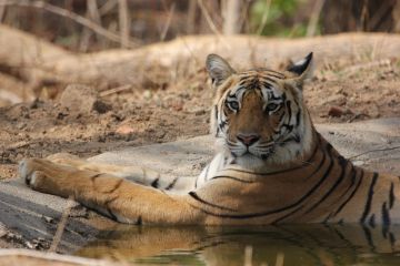 Amazing 5 Days 4 Nights Pench Tour Package