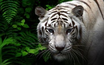 Shimmering Singapore with 2 nights Cruise