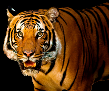 Ecstatic 3 Days 2 Nights Kanha National Park Nature Tour Package