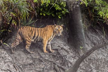 6 Days 5 Nights Sundarban National park, Kolkata, Gangasagar with Netidhopani Weekend Getaways Trip Package