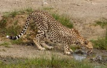 6 Days 5 Nights Nainital, Kausani, Jim Corbett with Ranikhet Nature Holiday Package