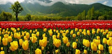 Heart-warming 4 Days Jammu And Kashmir to Gulmarag Trip Package