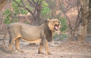 Beautiful 4 Days 3 Nights Ahmedabad, Diu, SasanGir with Somnath Temple Trip Package