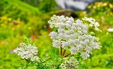 Experience 6 Days 5 Nights Rishikesh Trip Package