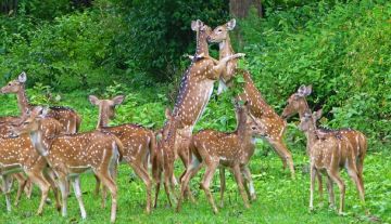 Experience 5 Days 4 Nights WAYANAD with COORG Trip Package