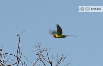 Amazing 10 Days 9 Nights Ahmedabad, Jamnagar, Velavadar and SasanGir Forest Holiday Package