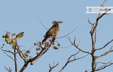 Amazing 10 Days 9 Nights Ahmedabad, Jamnagar, Velavadar and SasanGir Forest Holiday Package