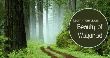 Heart-warming 3 Days Wayanad, Kerala, India to Wayanad Trip Package