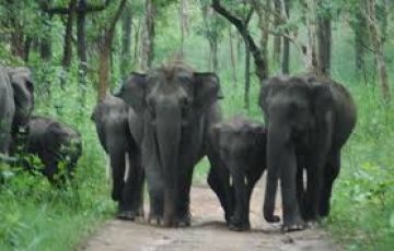 Experience 5 Days 4 Nights Coorg Family Tour Package