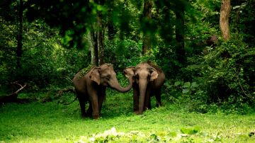 Experience 6 Days 5 Nights Mysuru, Wayanad and Ooty Tour Package