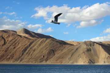Experience 7 Days Ladakh Wildlife Trip Package