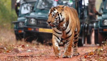 Beautiful Ranthambore Tour Package for 3 Days 2 Nights from Sawai Madhopur