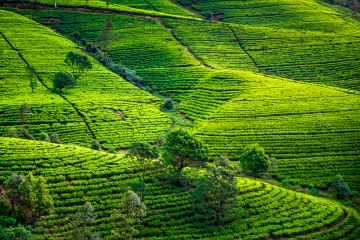 Family Getaway 4 Days Kandy Culture Holiday Package