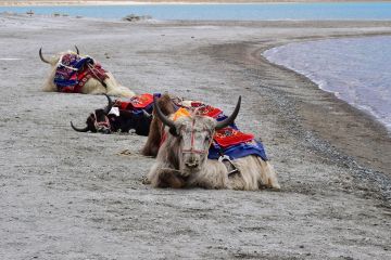 Amazing LADDAKH Tour Package for 5 Days