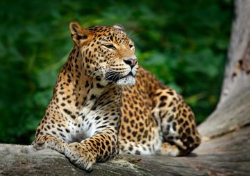 Ecstatic 8 Days 7 Nights Srilanka Wildlife Tour Package