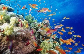 Memorable 5 Days 4 Nights CoralReef Holiday Package