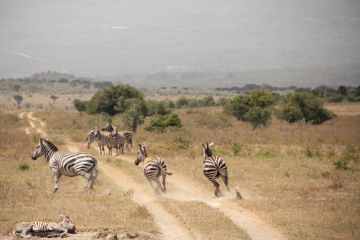 10 Days 9 Nights Lake Manyara, Ngorongoro, Olduvai Gorge and Makarot Hill Vacation Package