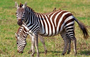 Family Getaway 6 Days 5 Nights Munnar, Thekkady, Alleppey with Cochin Vacation Package