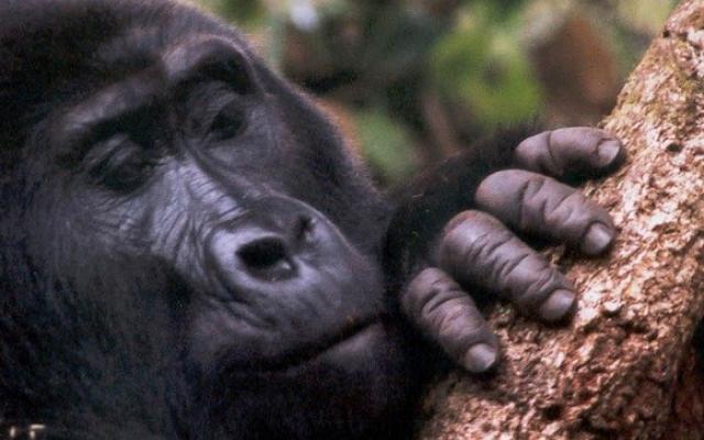 Zaire  Trip Packages