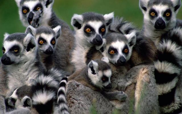 Madagascar Trip Packages