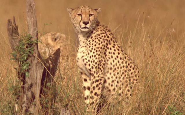 Kenya Trip Packages