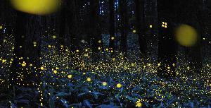 Fireflies