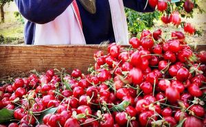 Cherry Festival Railway
