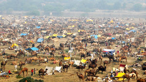Bateshwar Fair