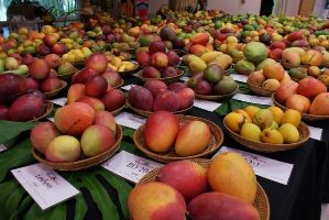 The Mango Festival