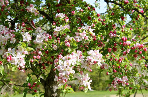 Annapolis Valley Apple Blossom Festival