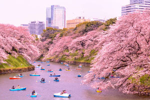National Cherry Blossom Festival