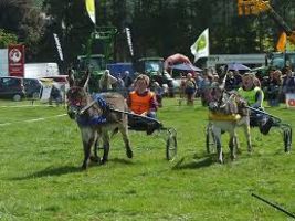 Donkey Derby Days