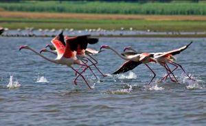 Tour To Bhigwan Bird Sanctuary